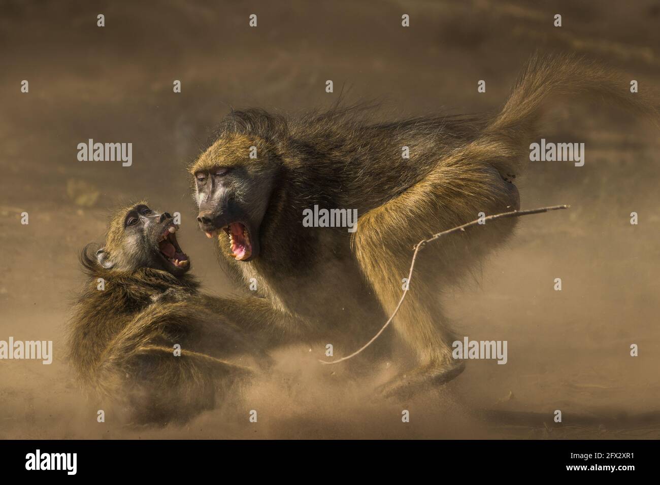 By eradicating the baby, the adult baboon rids himself of some mating  competition. CHOBE NATIONAL PARK, BOTSWANA: SHOCKING pictures have captured  a tw Stock Photo - Alamy