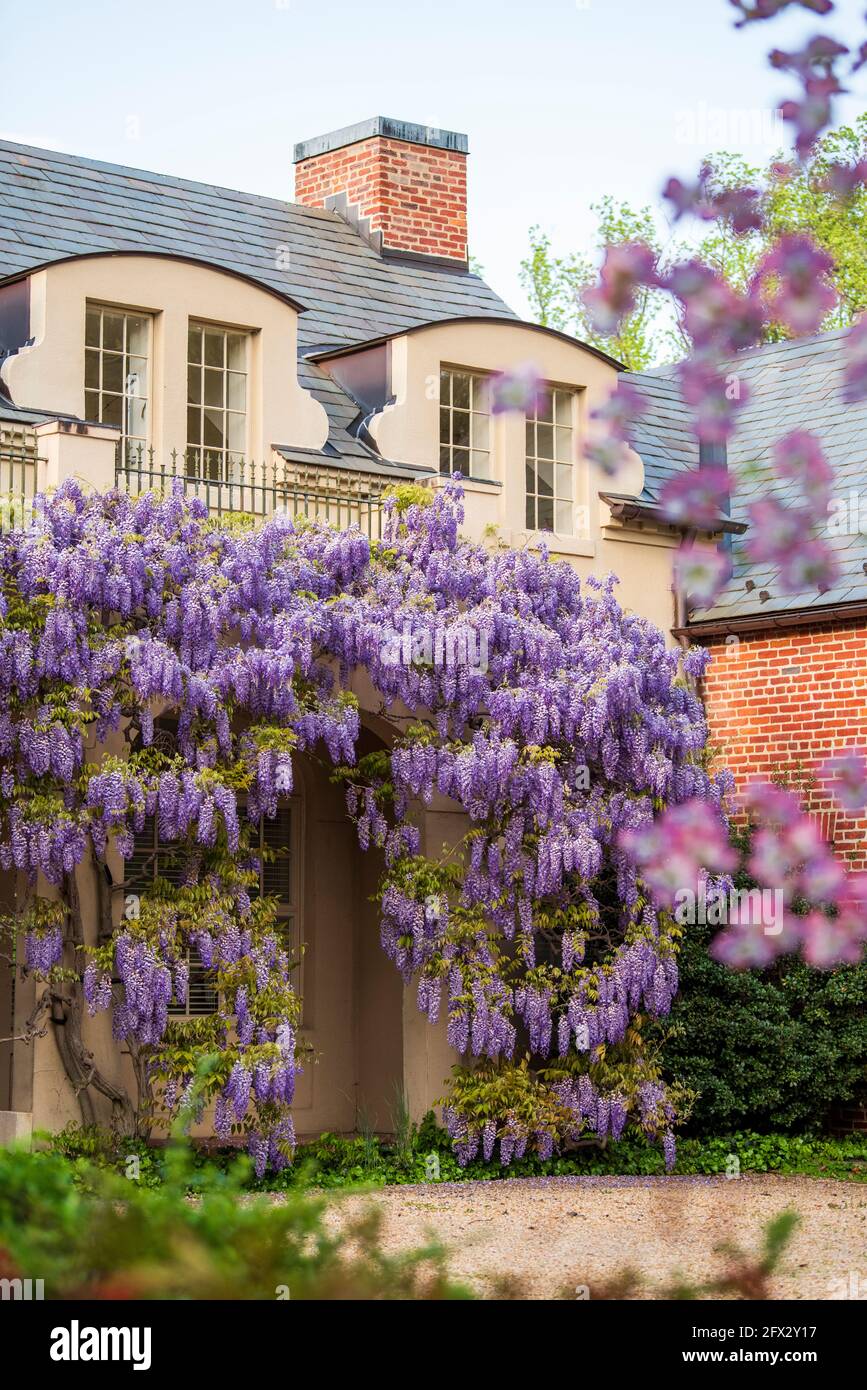 Wisteria blooms cover the library at Dumbarton Oaks in Northwest