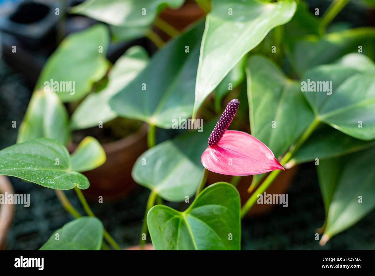 Beautifully Shaped Flowers High Resolution Stock Photography And Images Alamy