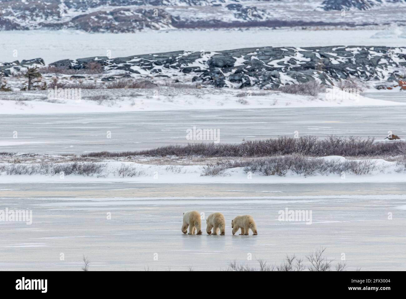 Polar Bear family walking across frozen water lake, pond in northern ...