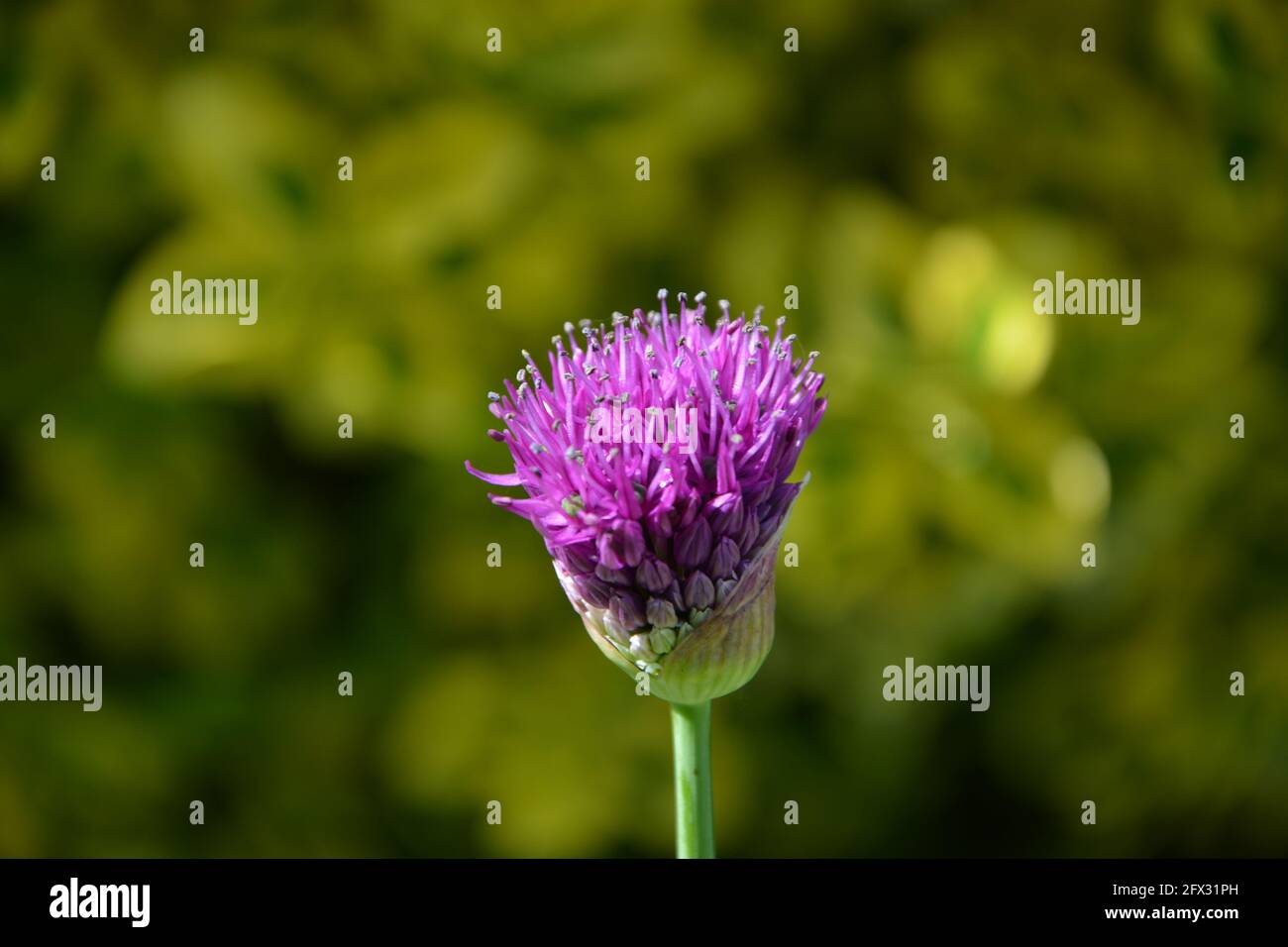 Allium Gladiator, Magic Broomstick, Cambridge UK, purely beautiful and peaceful floral space Stock Photo