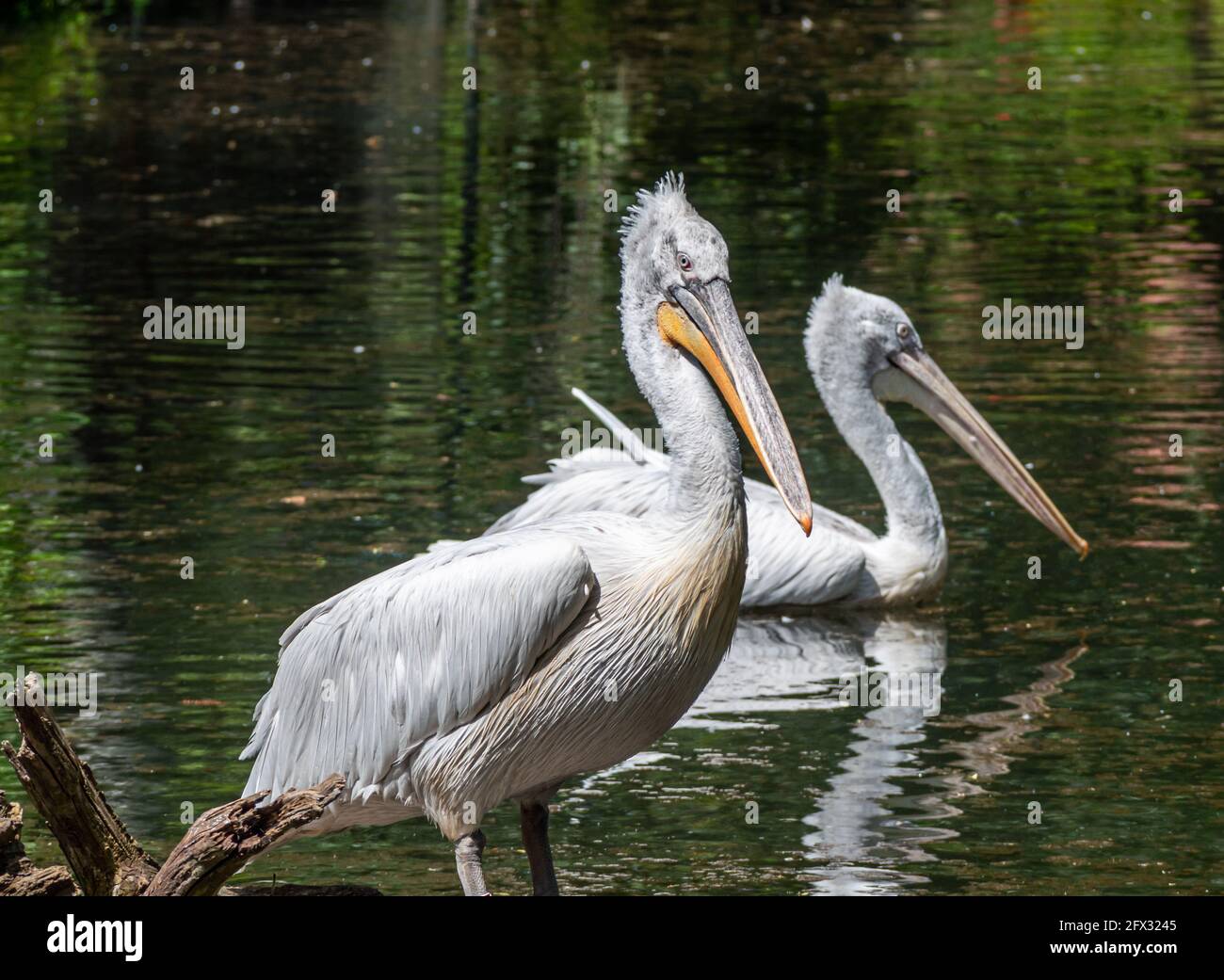 Dalmatian pelicans on a lake Stock Photo