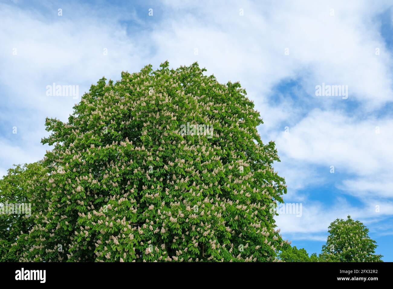Blooming horse chestnuts in front of sky with clouds Stock Photo