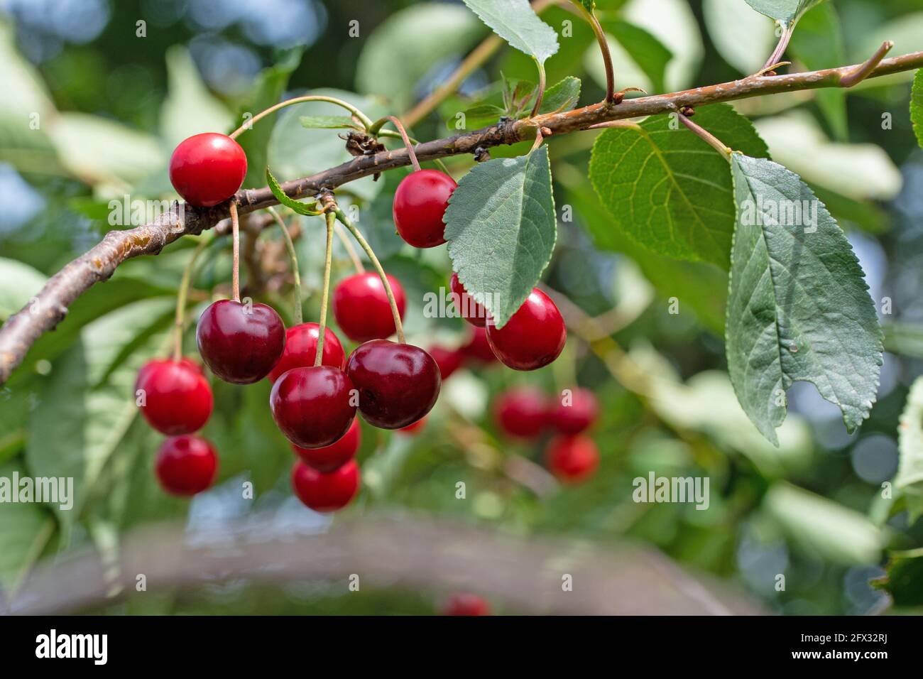 Ripe sour cherries on the tree Stock Photo