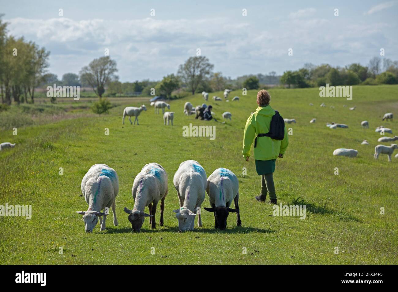 sheep on the dyke, walker, Puttgarden, Fehmarn Island, Schleswig-Holstein, Germany Stock Photo