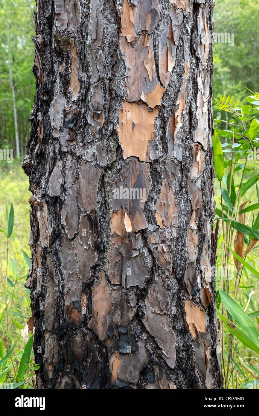 Burnt bark of Longleaf Pine (Pinus palustris, Gulf coastal plain, USA, by James D Coppinger/Dembinsky Photo Assoc Stock Photo
