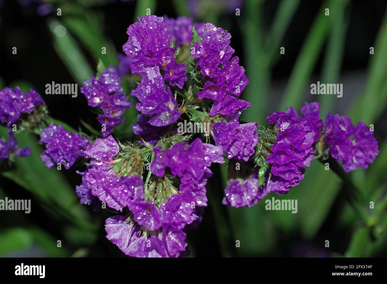 Statice purple (limonium sinuatum) flowering close-up Stock Photo