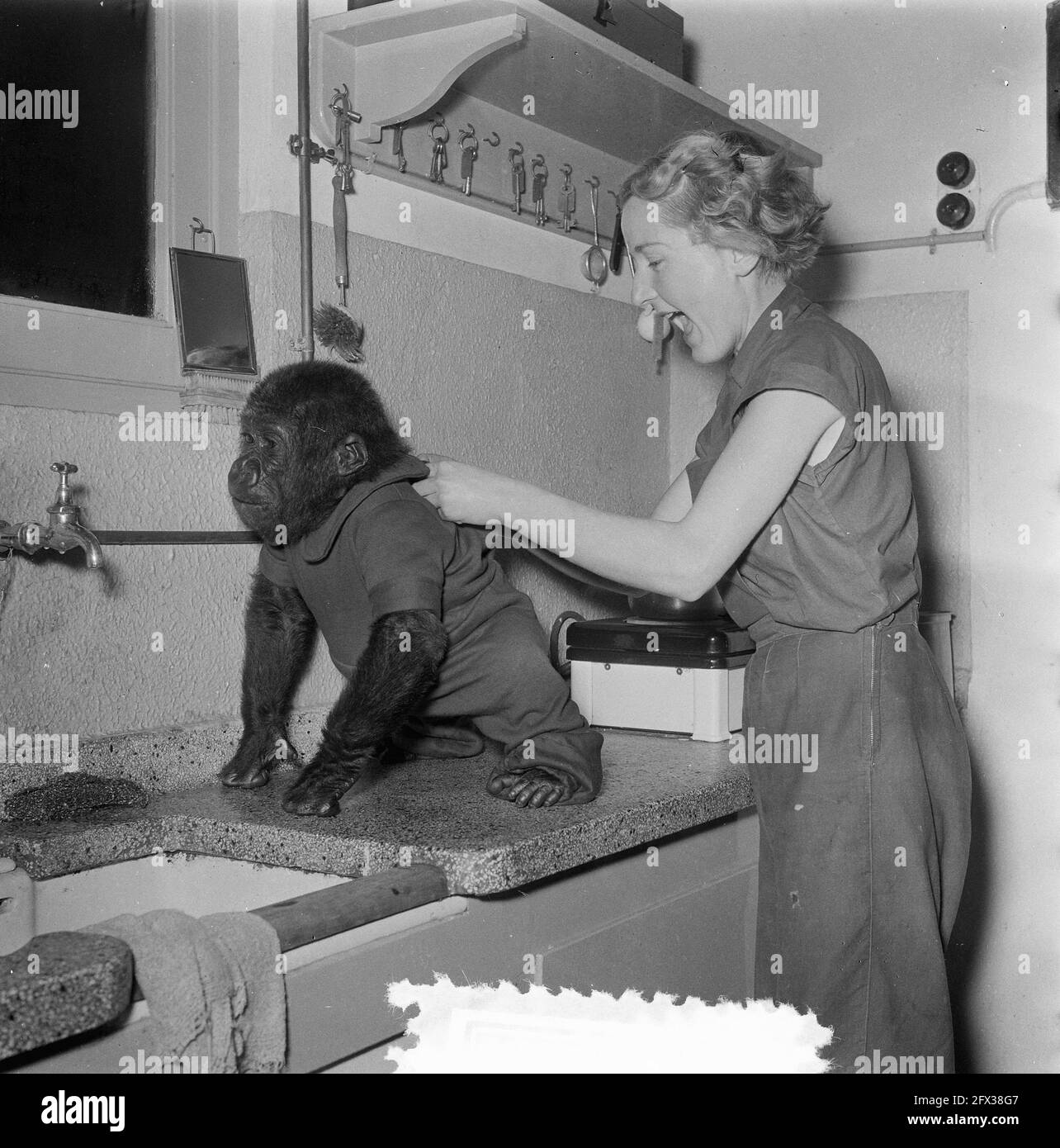 Artis the monkeys at breakfast, November 22, 1953, The Netherlands, 20th century press agency photo, news to remember, documentary, historic photography 1945-1990, visual stories, human history of the Twentieth Century, capturing moments in time Stock Photo