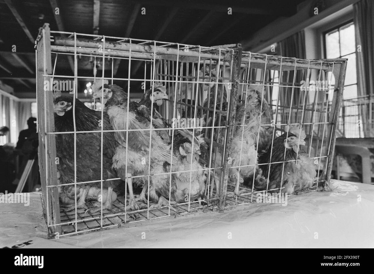Chicken cages Black and White Stock Photos & Images Alamy