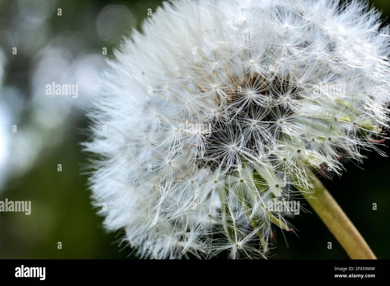 Dandelion flowers gone to seed in an English wood. Stock Photo