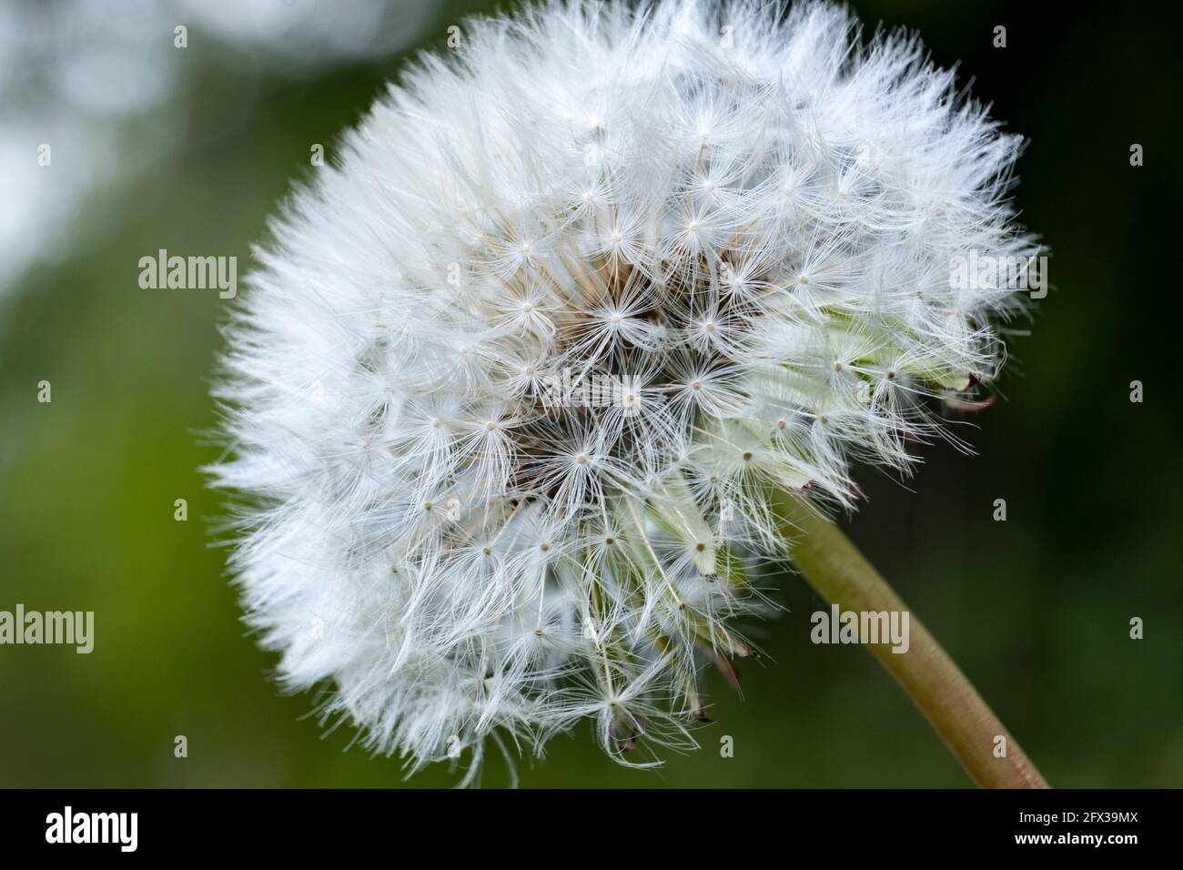 Dandelion flowers gone to seed in an English wood. Stock Photo