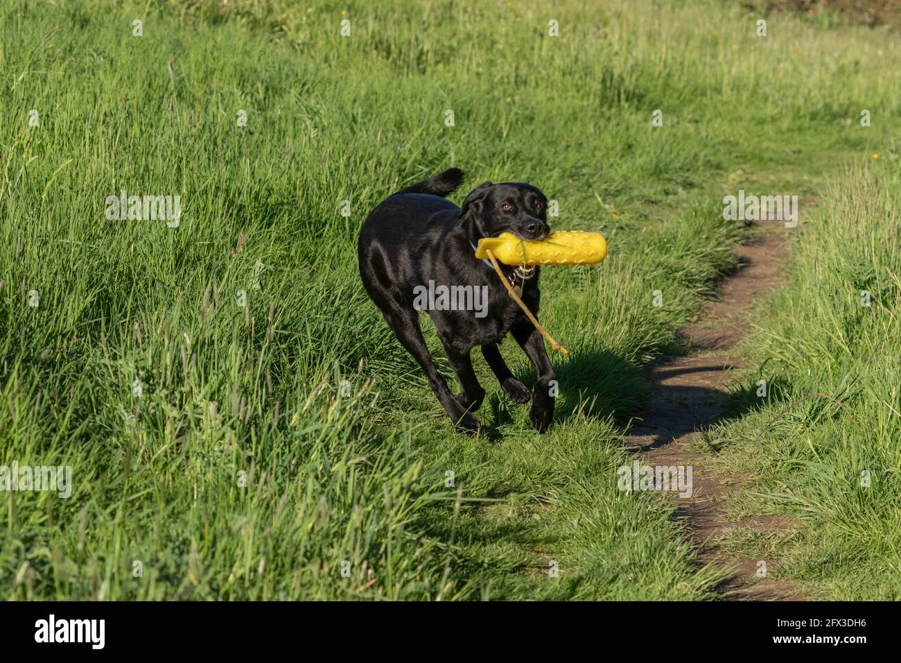 A black labrador retriever playing with a gundog dummy Stock Photo - Alamy