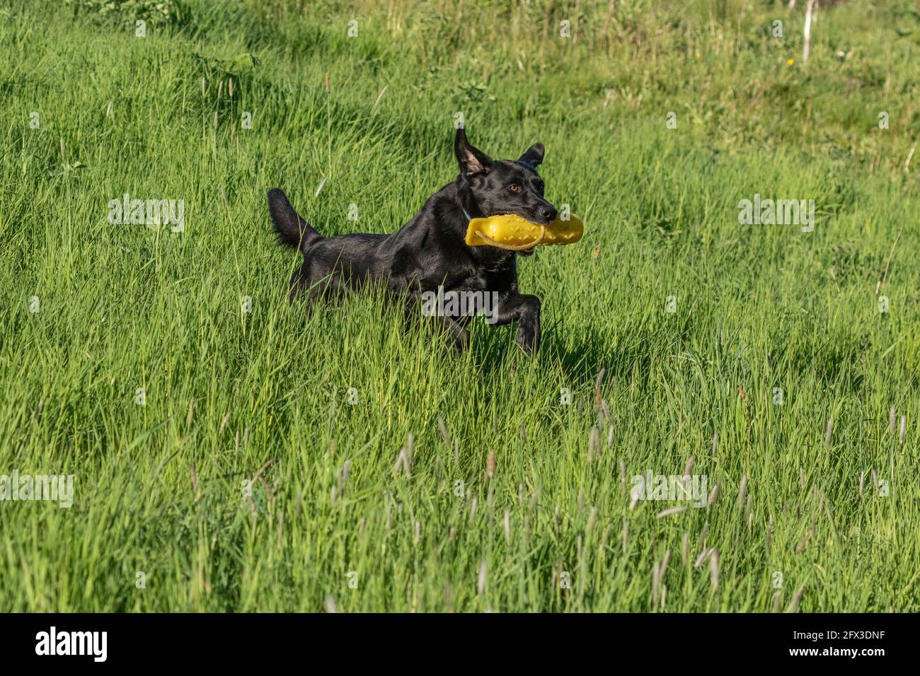 A black labrador retriever playing with a gundog dummy. Stock Photo