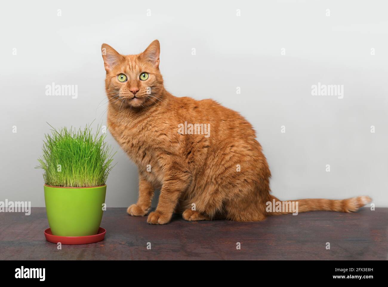 Cute ginger cat sitting beside a pot of cat grass and looking at camera Stock Photo