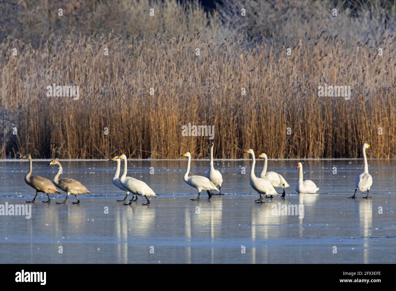 Whooper swans (Cygnus cygnus) adults with juveniles standing on ice of frozen  pond in winter Stock Photo
