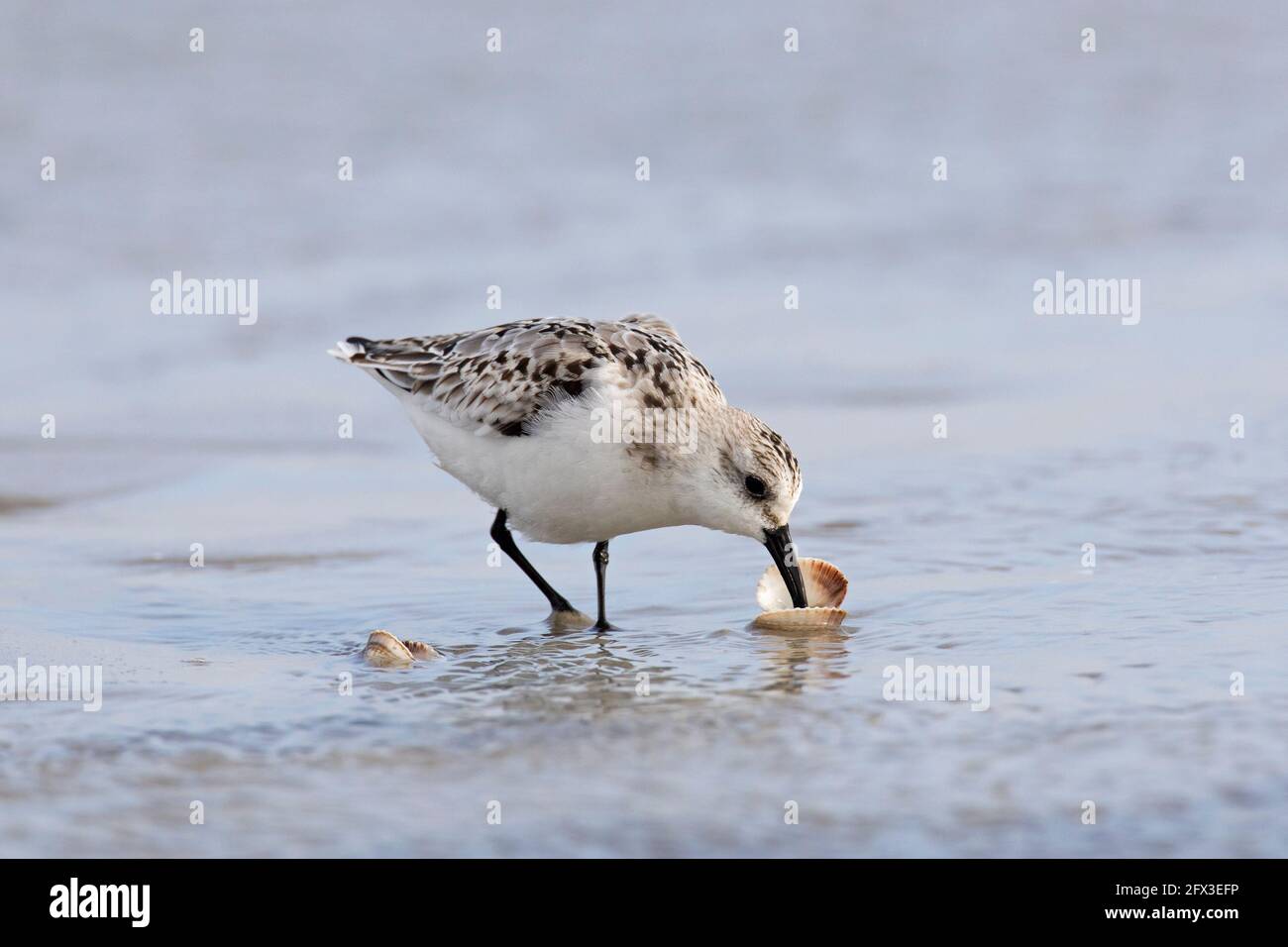 Sanderling (Calidris alba) in winter plumage opening and eating cockle / clam on the beach Stock Photo
