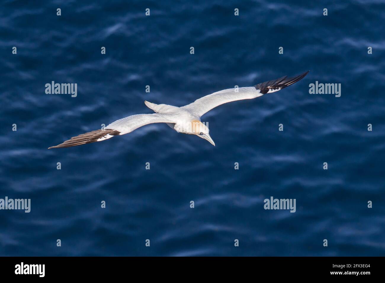 Northern gannet (Morus bassanus) in flight soaring over the Atlantic Ocean in summer, Iceland Stock Photo