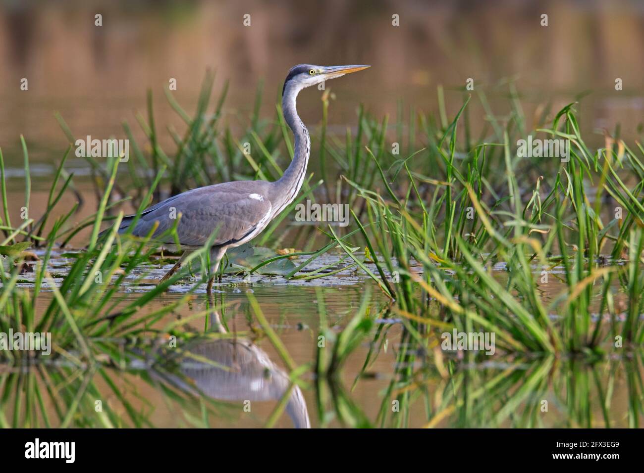 Grey heron (Ardea cinerea) fishing in shallow water in marshland Stock Photo