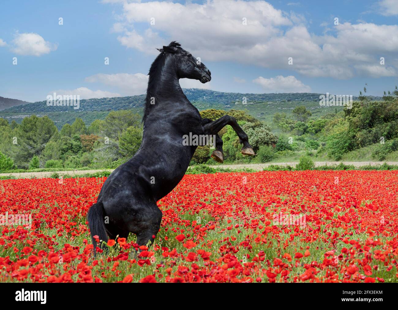 black horse stallion rearing up in the poppy Stock Photo