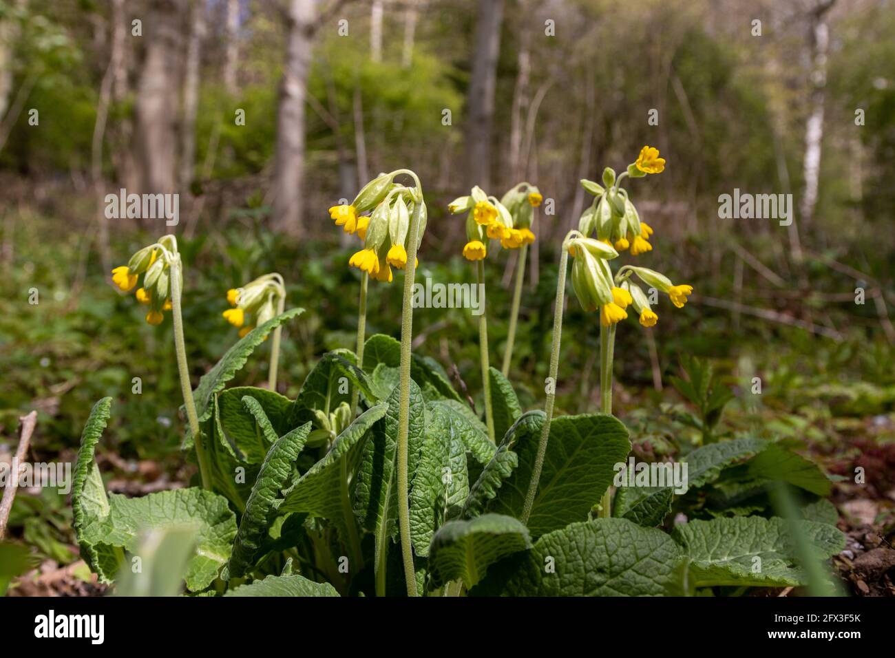 Primula veris (cowslip, common cowslip, cowslip primrose) Stock Photo
