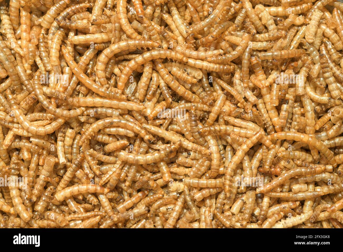Dried mealworms, the larvae of the mealworm beetle (Tenebrio molitor), are used as food for reptiles, fish and birds and as fishing bait, also edible Stock Photo