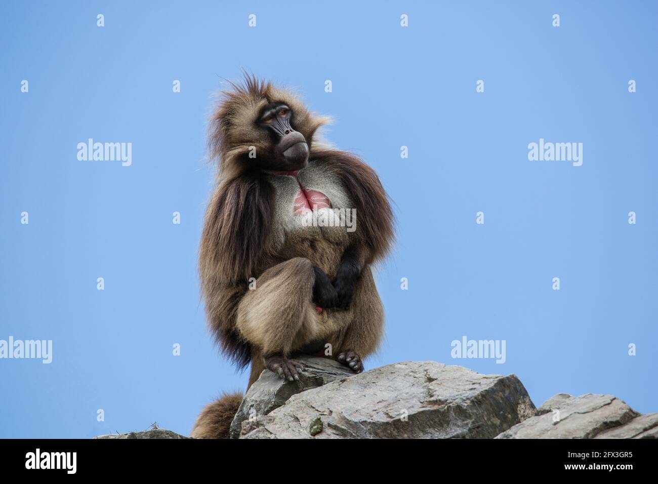 INTERESTING FACTS ABOUT ANIMALS IN CAPTIVITY visual data 8