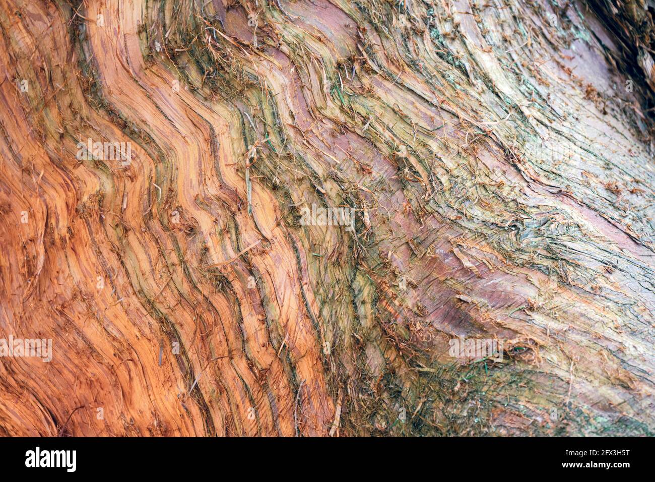 Close-up of the red bark of a Cryptomeria japonica or Japanese cedar to use as a background Stock Photo