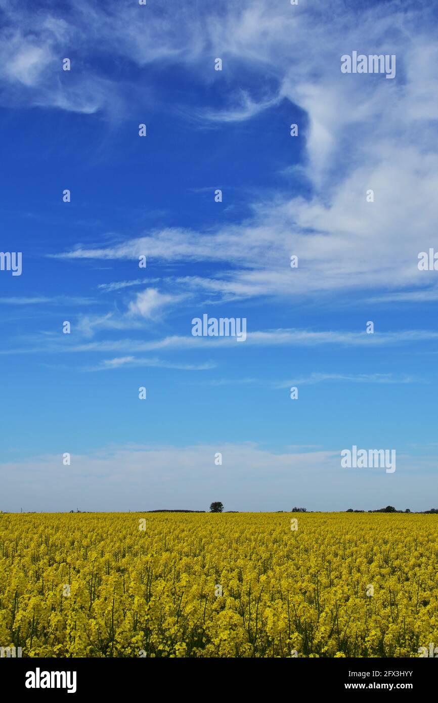 Rapessed field in rural Hungary with amazing blue sky, vertical Stock Photo