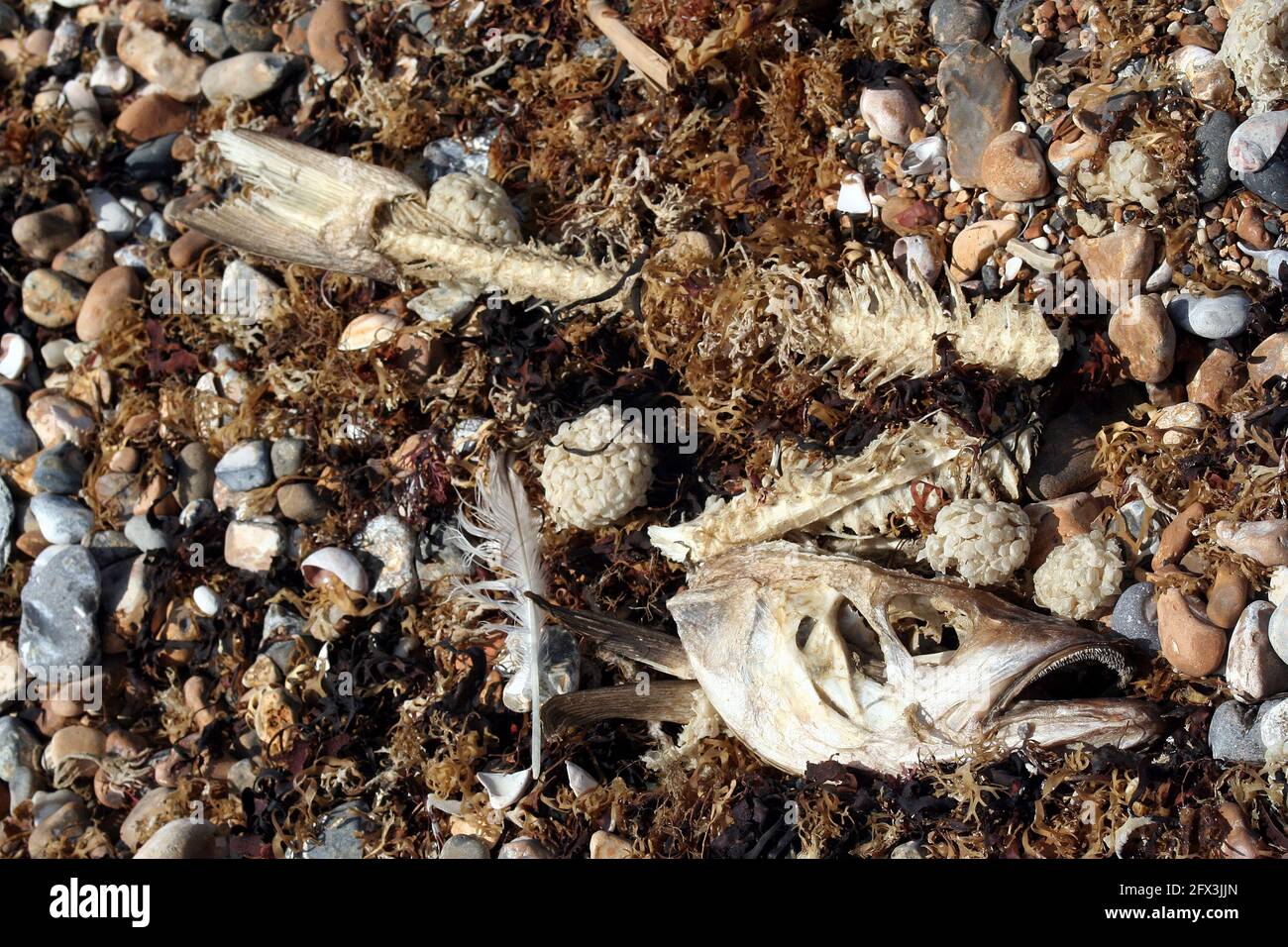 Dried items in the intertidal area on the beach at Ferring, West Sussex ...