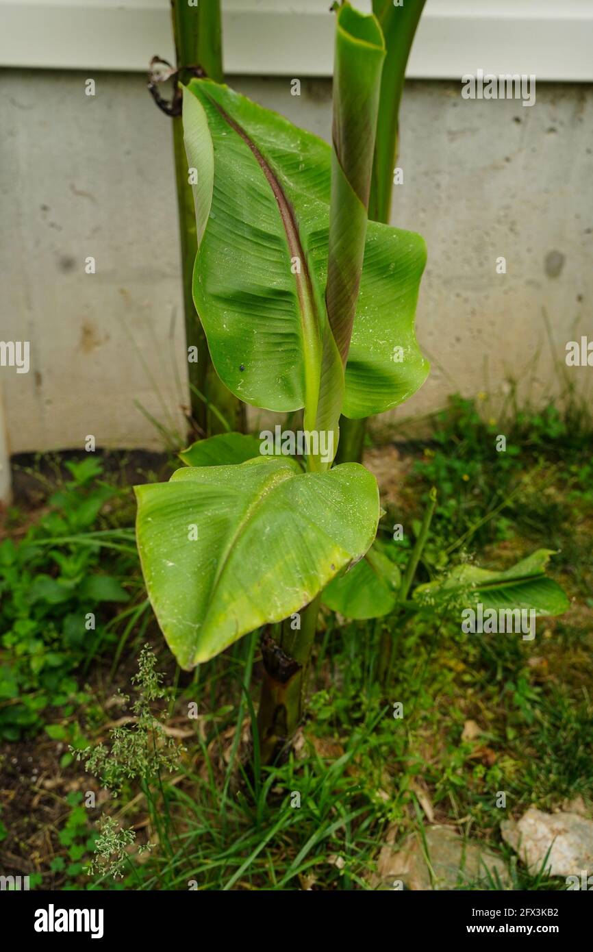Baby banana plant hires stock photography and images Alamy