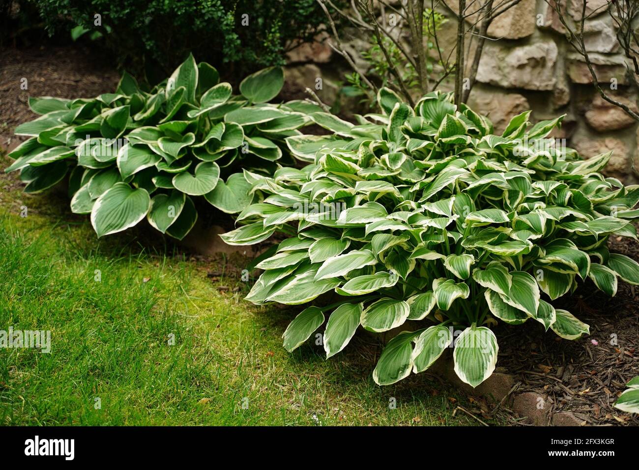 Green and white hosta plant in a garden Stock Photo