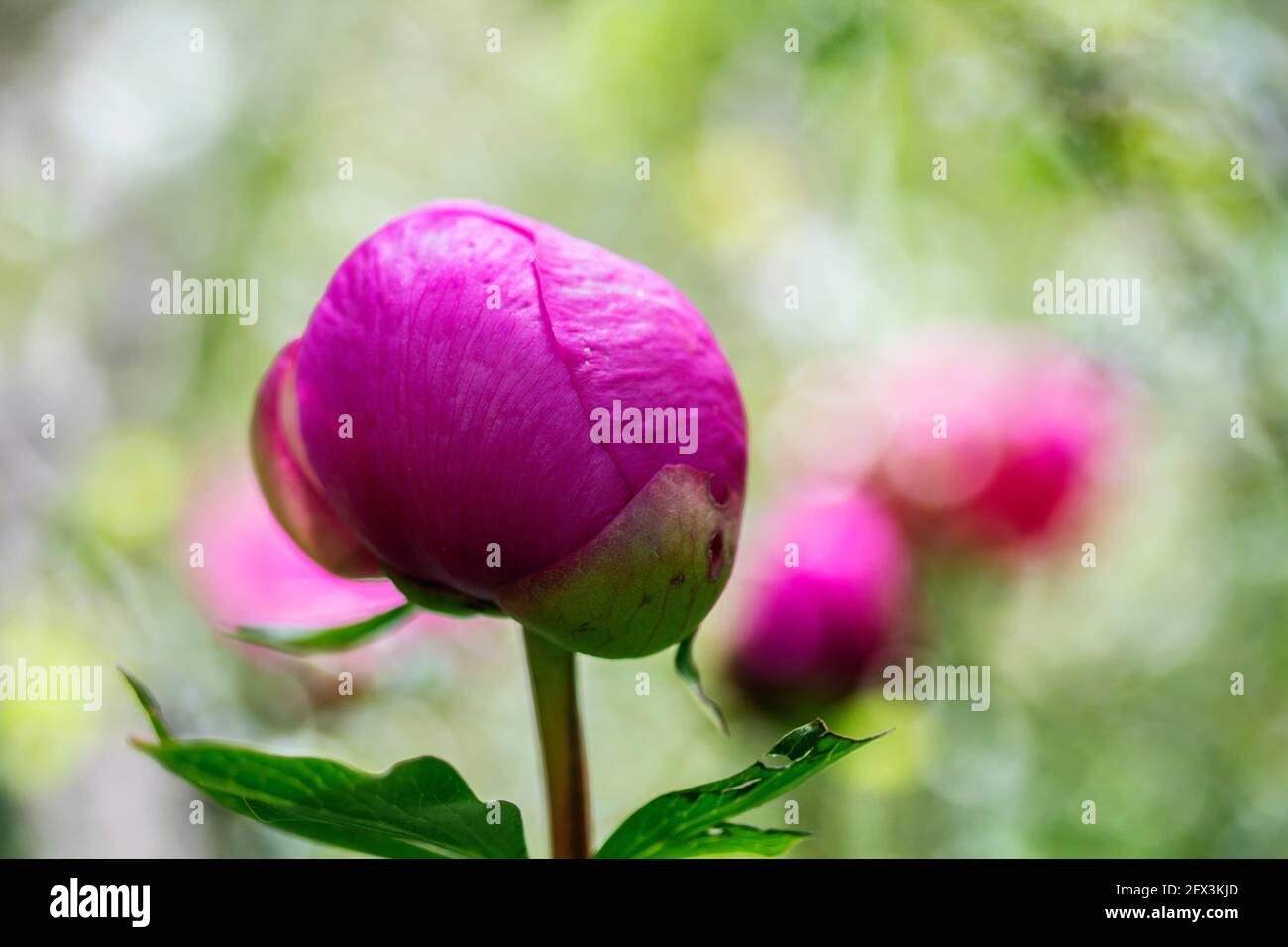 Flower of spanish peony (Paeonia broteri Stock Photo Alamy