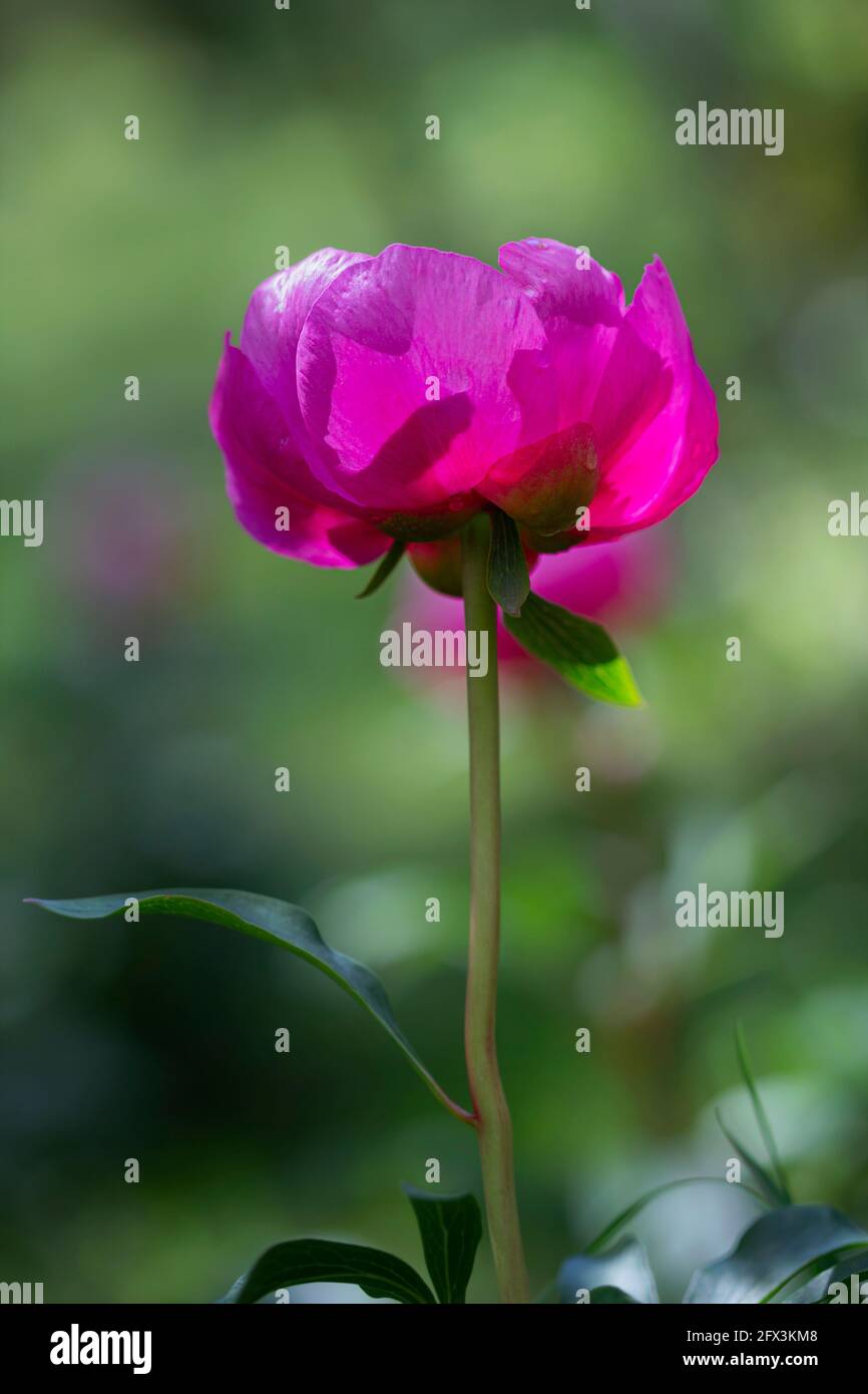 Flower of spanish peony (Paeonia broteri Stock Photo Alamy