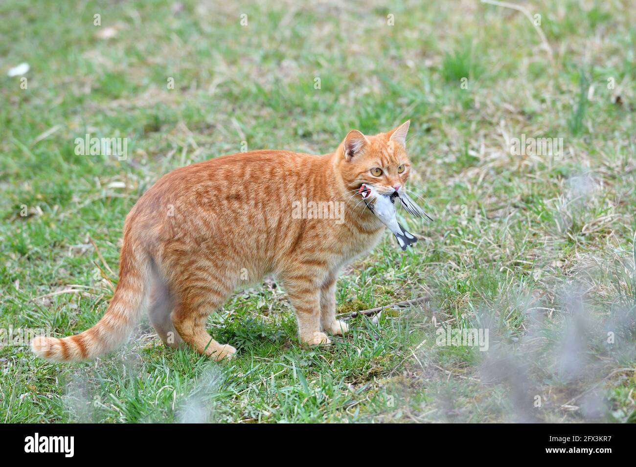 Domestic cats are a great danger for small garden birds Stock Photo