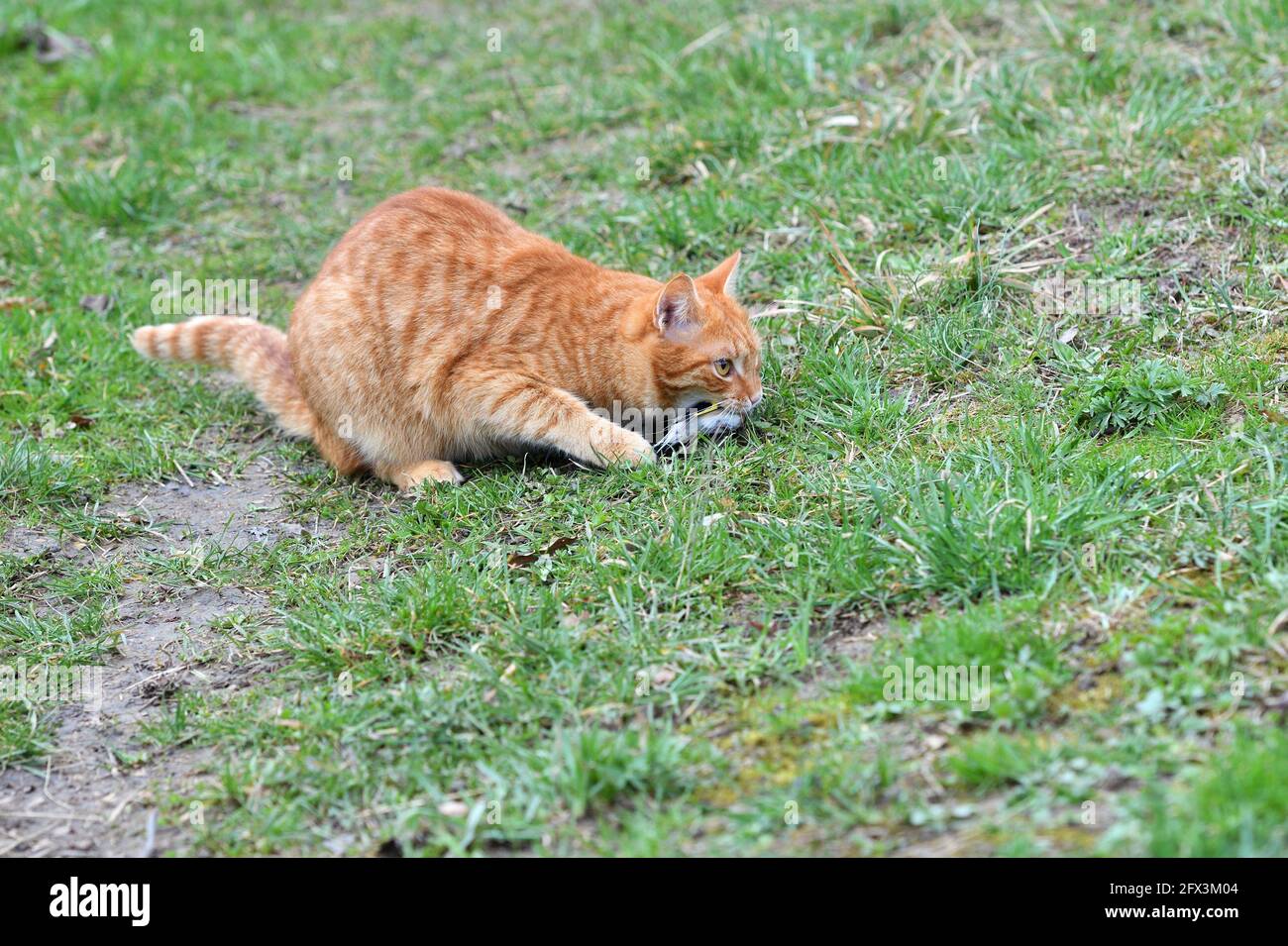 A domestic red cat caught a bird in the garden Stock Photo