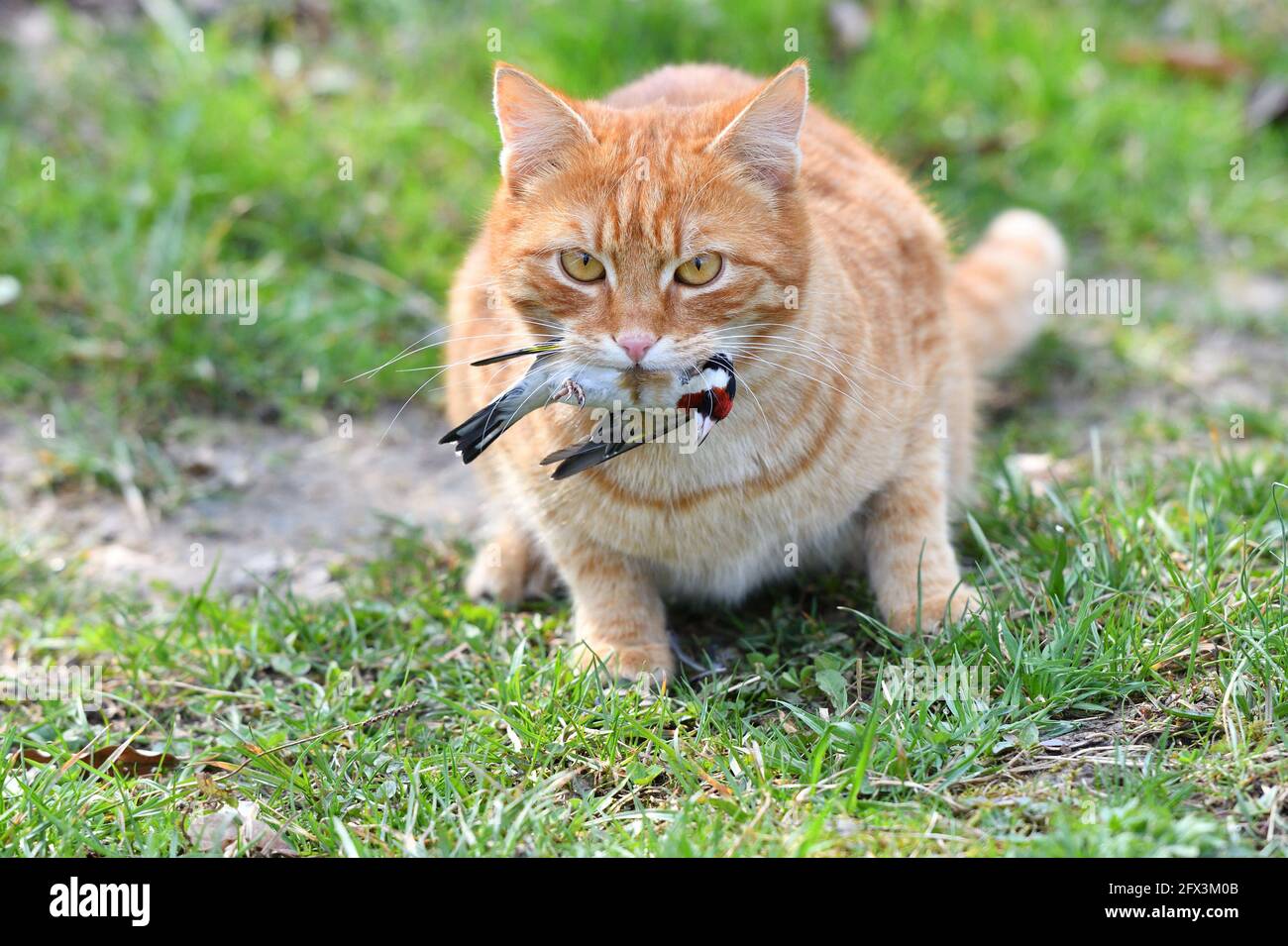 The domestic red cat caught the bird and holds it in its mouth Stock Photo