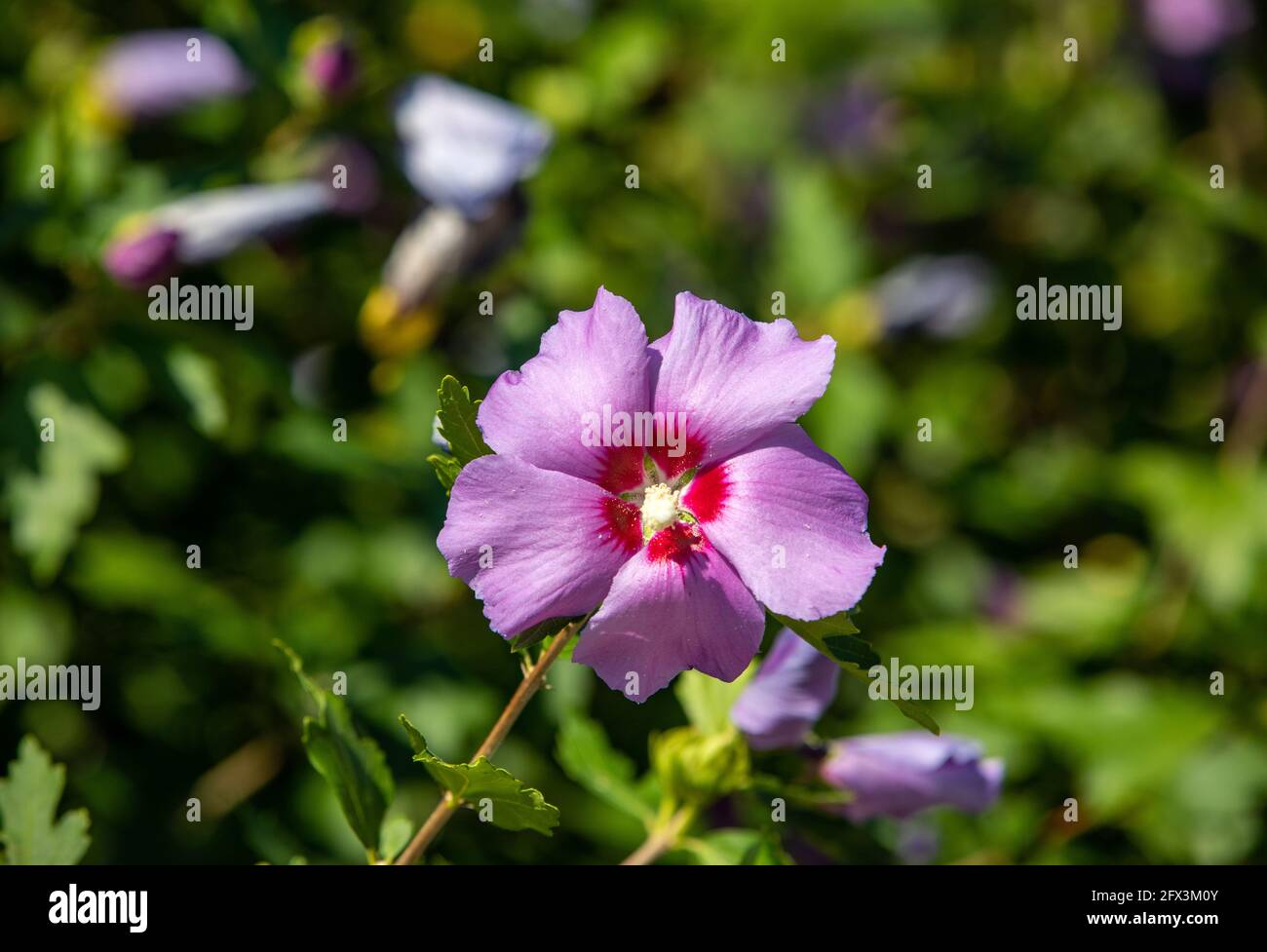 Close up of Hibiscus syriacus purple flower Stock Photo Alamy