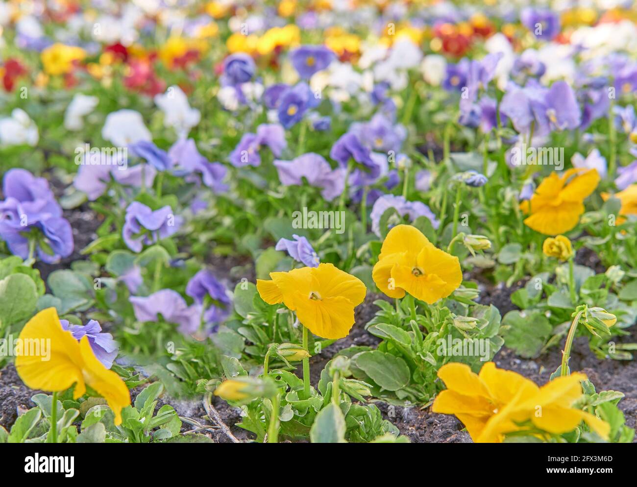 Flowerbed with multi-colored violets as a background. Selective focus. Stock Photo