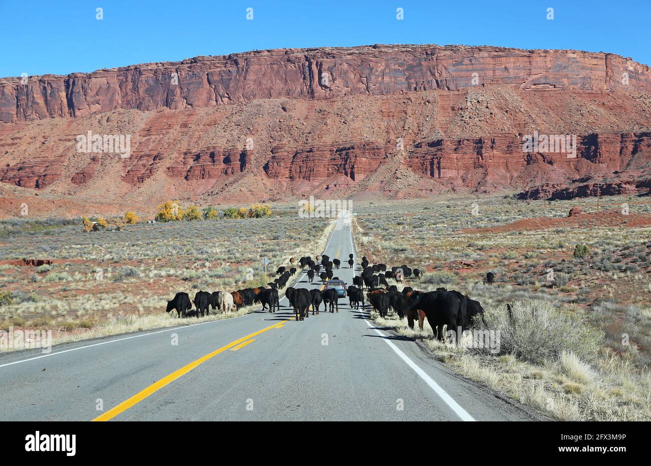 Round up hi-res stock photography and images - Alamy