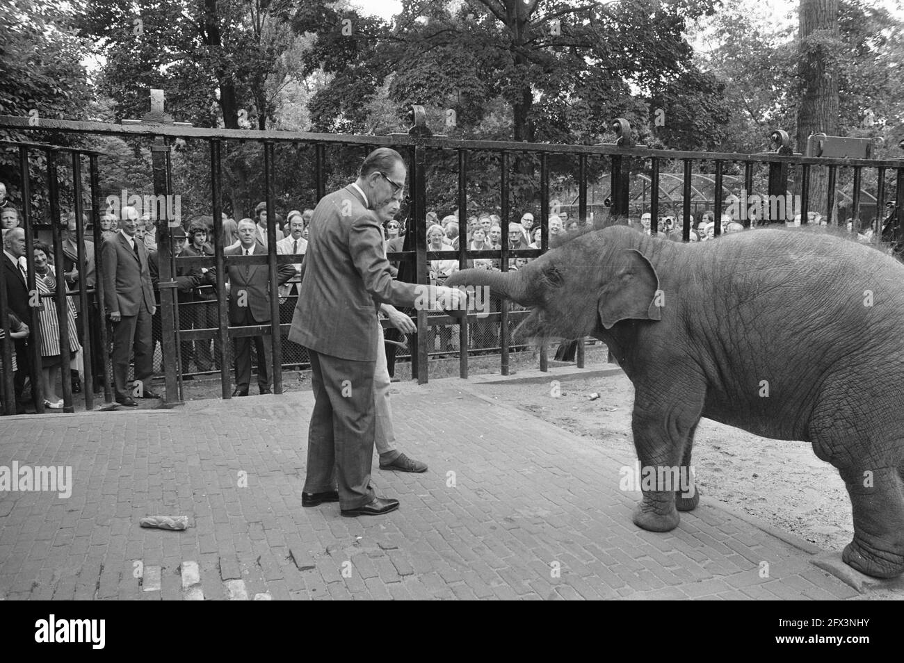 Modernization of elephant enclosures in Artis, Mr. Fock gives piece of bread to elephant, July 26, 1972, zoos, modernizations, The Netherlands, 20th century press agency photo, news to remember, documentary, historic photography 1945-1990, visual stories, human history of the Twentieth Century, capturing moments in time Stock Photo