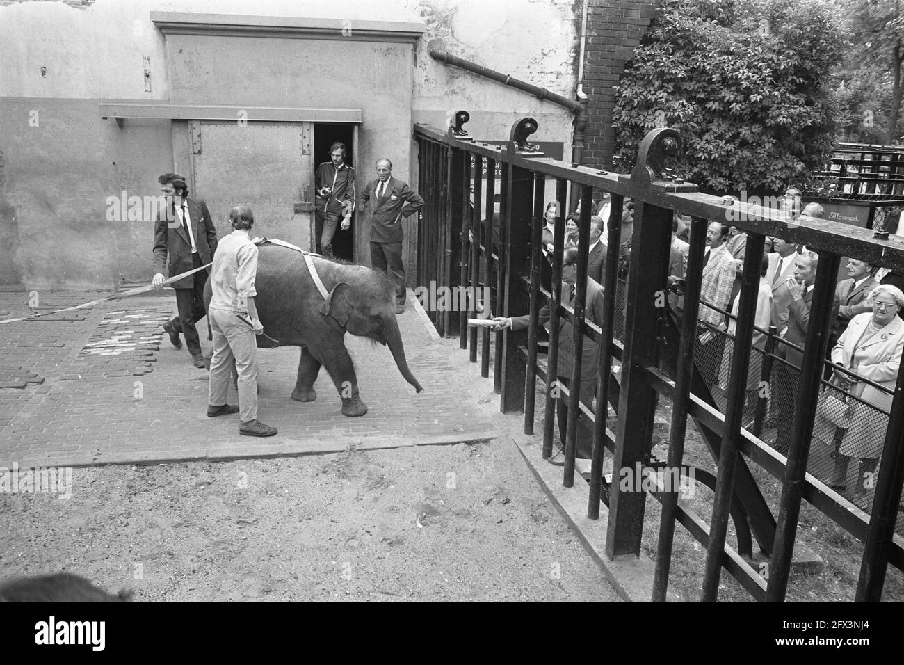 Modernization of elephant enclosures in Artis, Mr. C. L. M. Fock (behind fence) lures baby elephant, July 26, 1972, zoos, fences, modernizations, The Netherlands, 20th century press agency photo, news to remember, documentary, historic photography 1945-1990, visual stories, human history of the Twentieth Century, capturing moments in time Stock Photo