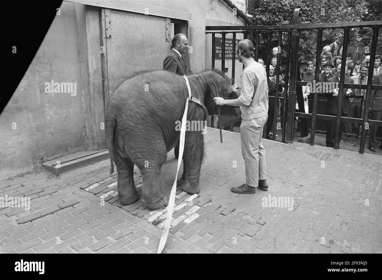 Modernization elephant enclosures in Artis, Mr. Fock gives piece of bread to elephant, July 26, 1972, zoos, modernizations, The Netherlands, 20th century press agency photo, news to remember, documentary, historic photography 1945-1990, visual stories, human history of the Twentieth Century, capturing moments in time Stock Photo