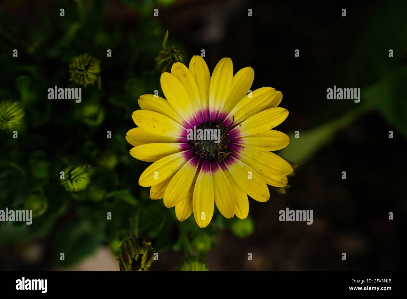 African yellow daisy with purple center perennial flowers with copy