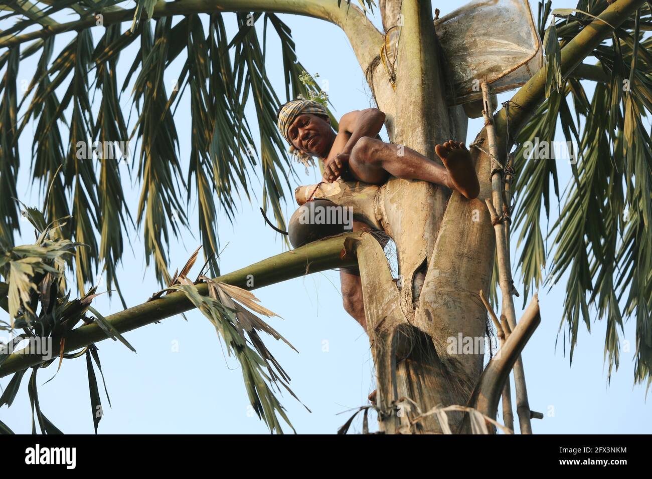 LANJIA SAORA TRIBE -Tribal male collecting fresh toddy. Wine drips out overnight from toddy trees into suspended pots fermented by airborne yeasts to Stock Photo