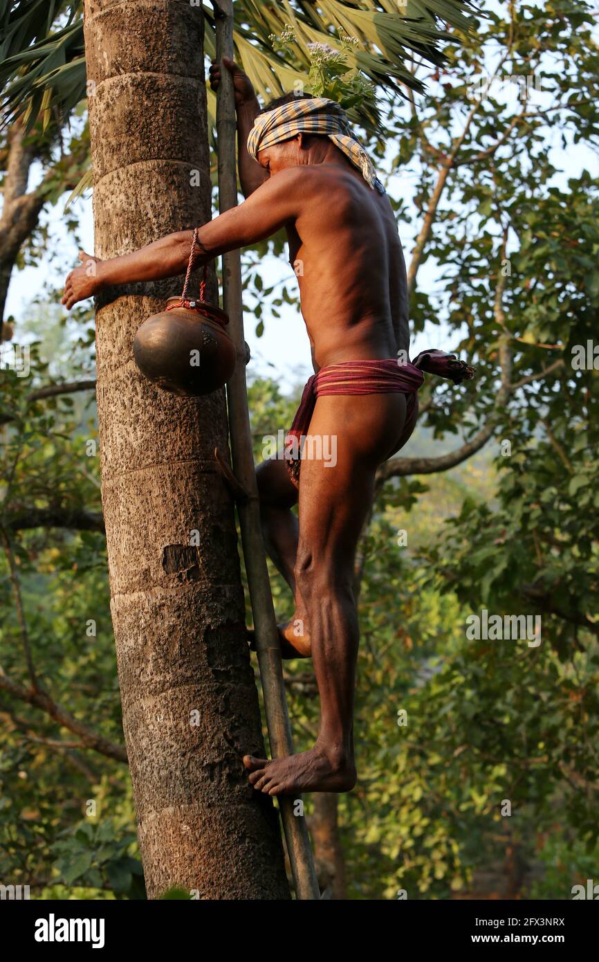 LANJIA SAORA TRIBE -Tribal male collecting fresh toddy. Wine drips out overnight from toddy trees into suspended pots fermented by airborne yeasts to Stock Photo