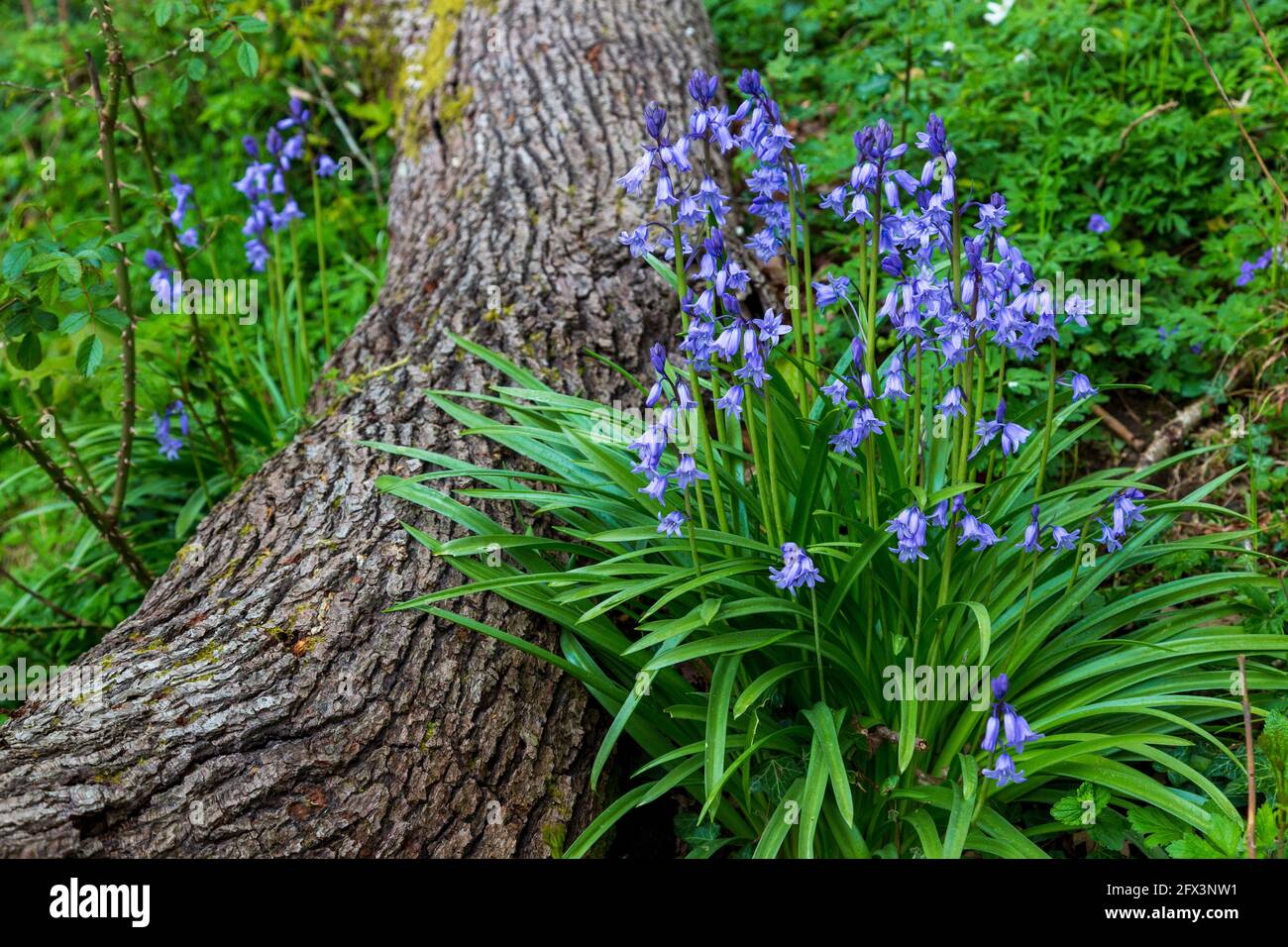 Bluebells growing on the shore at Friar’s Crag, Derwent Water, Lake District, England Stock Photo