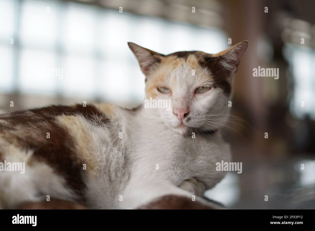 Happy Thai (Siamese) Cat Stock Photo