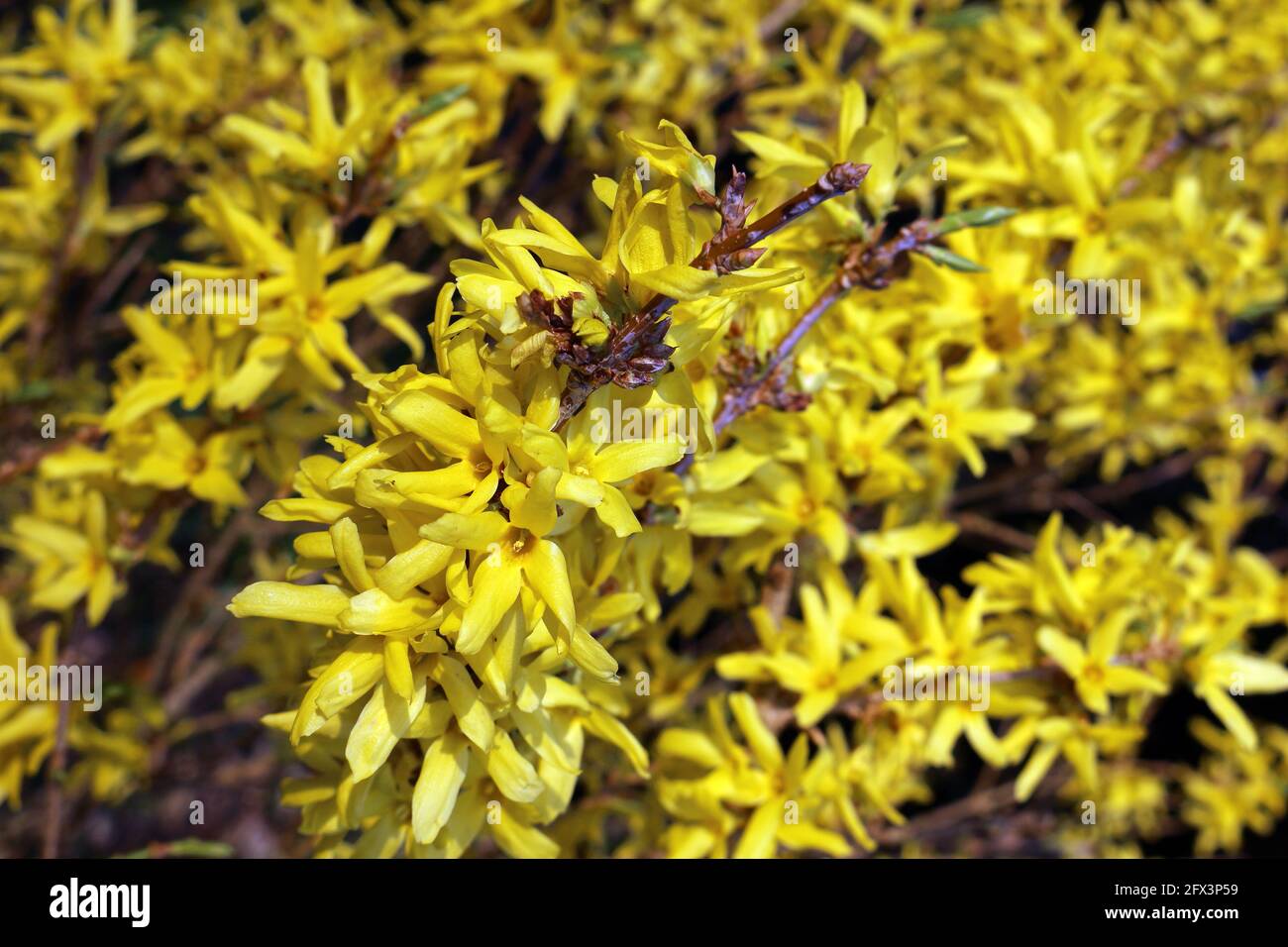 A forsythia bush in blossom Stock Photo