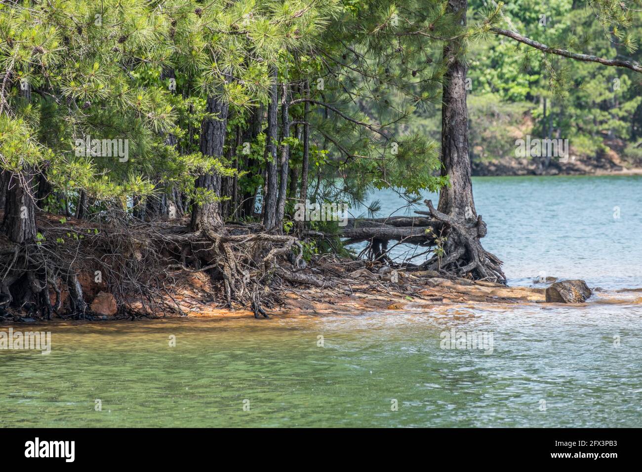 Exposed tree root on a lake shore hi-res stock photography and images ...