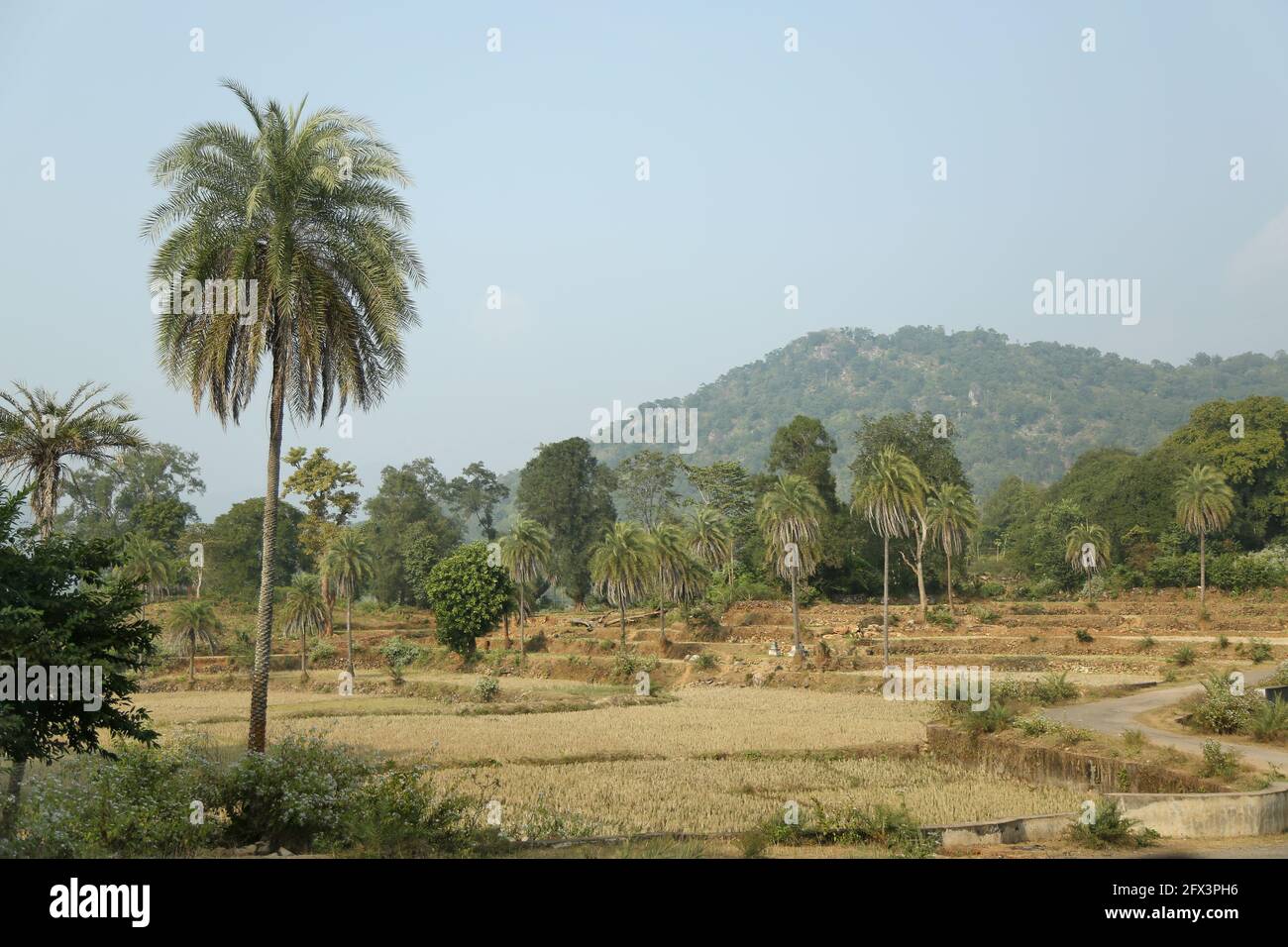 LANJIA SAORA TRIBE - View of Paddy fields. They practice shifting cultivation, with a few gradually taking up settled agriculture. This terraced paddy Stock Photo